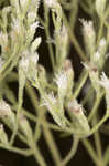 Roundleaf thoroughwort